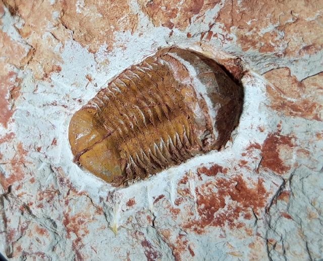 Ductina vietnamica (MAKSIMOVA 1965) - Bild © FossNet FossilienStore